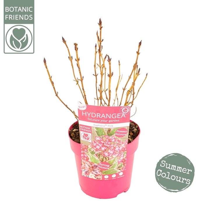 <h4>Hydrangea serrata Euphoria 'Pink'</h4>