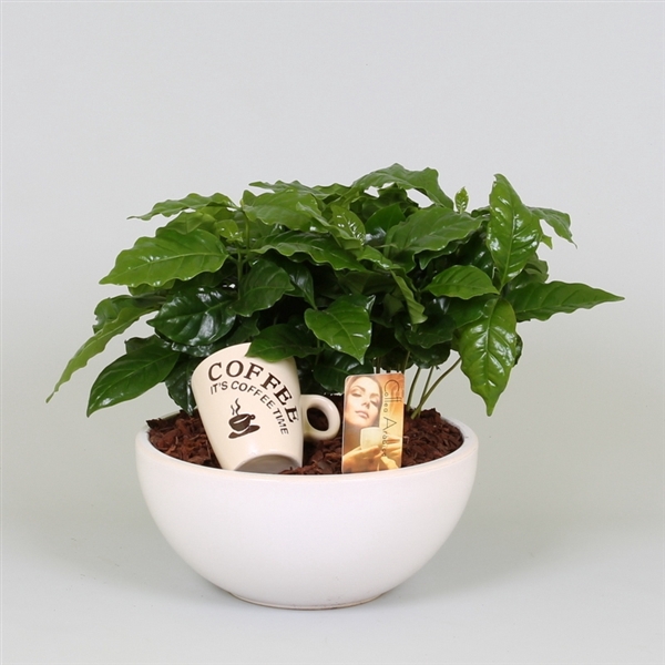 <h4>Arrangement Coffea in schaal</h4>