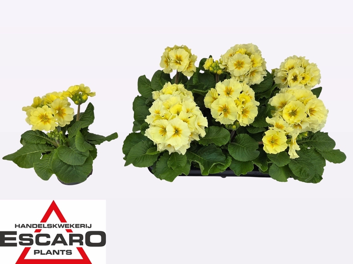 <h4>PRIM EL SIBEL LIME</h4>