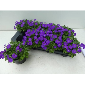Aubrieta gracilis Kitte 13Ø18cm