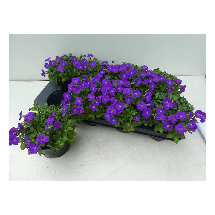 <h4>Aubrieta gracilis Kitte 13Ø18cm</h4>