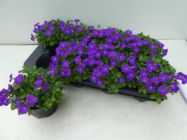Aubrieta gracilis Kitte 13Ø18cm
