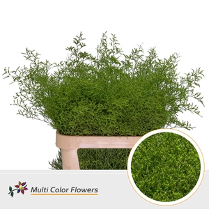 Limonium Beltlaard Groen Appel