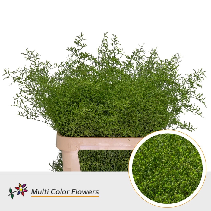 <h4>Limonium Beltlaard Groen Appel</h4>