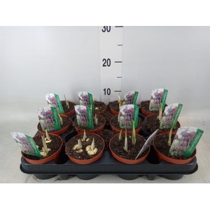 Fritillaria meleagris