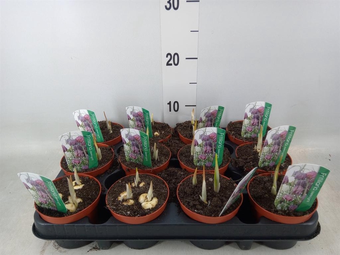 <h4>Fritillaria meleagris</h4>