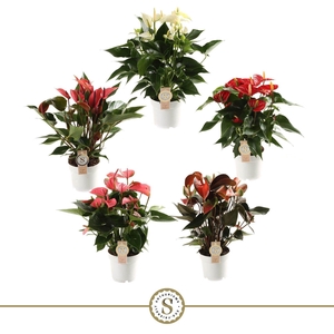 Top Mix 14cm (5 kleuren)