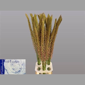 Eremurus Oase