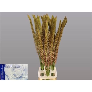 Eremurus Oase