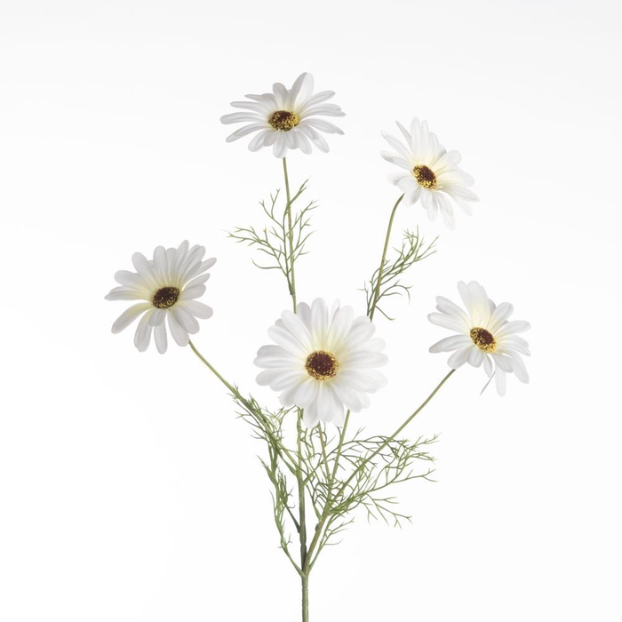 <h4>AF Leucanthemum x5 L80cm White</h4>