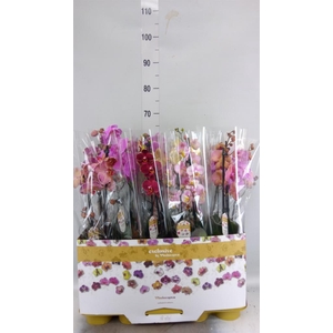 Phalaenopsis   ...mix