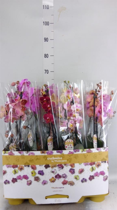 <h4>Phalaenopsis   ...mix</h4>
