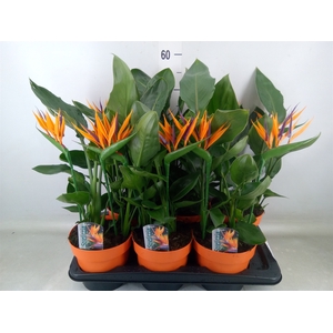 Arr.  Strelitzia L%