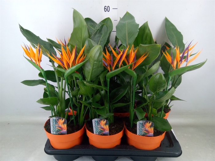 <h4>Arr.  Strelitzia L%</h4>