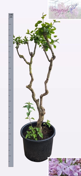 <h4>SYRI V HUGO KOSTER</h4>