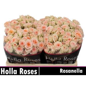 Rosanella