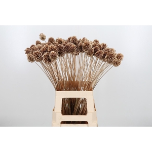 Allium Sphaero Kl Bh Antiek Goud