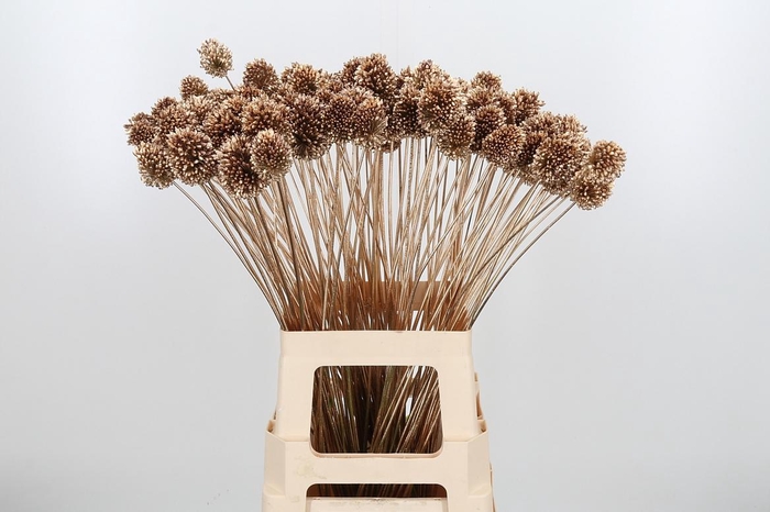 <h4>Allium Sphaero Kl Bh Antiek Goud</h4>