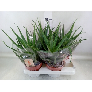 Aloe arborescens