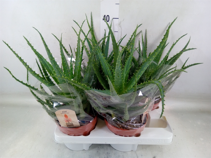 <h4>Aloe arborescens</h4>