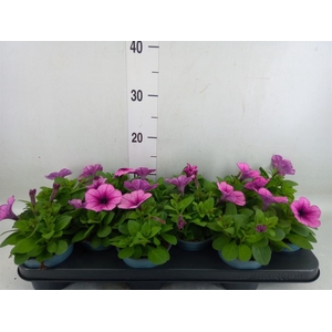Petunia  'Potunia Piccola Prpl Ice'