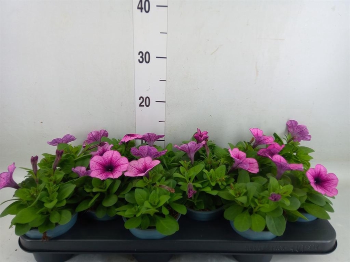 <h4>Petunia 'Potunia Piccola Prpl Ice'</h4>