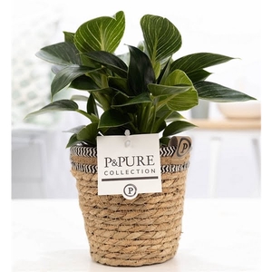 Philodendron White Wave in P&PURE Basket 6