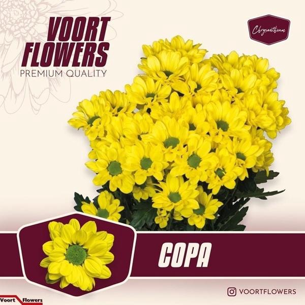<h4>CHR T COPA</h4>