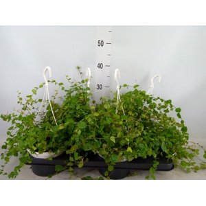 Ficus pumila 'Sunny Green'