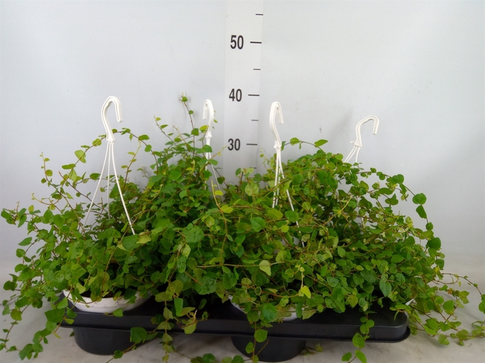 <h4>Ficus pumila 'Sunny Green'</h4>