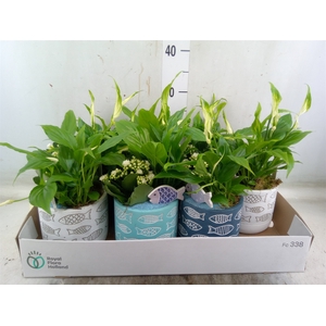 Arr.   Planten L%