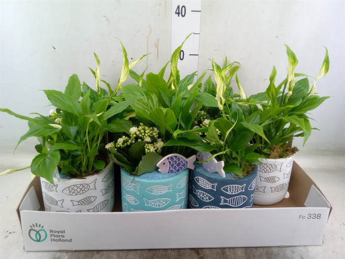 <h4>Arr.   Planten L%</h4>