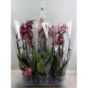 Phalaenopsis  'Elegant Cascade'