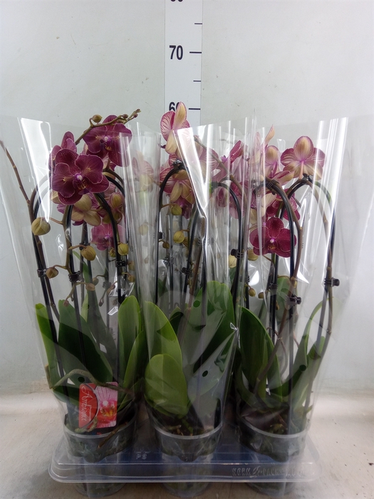 <h4>Phalaenopsis  'Elegant Cascade'</h4>