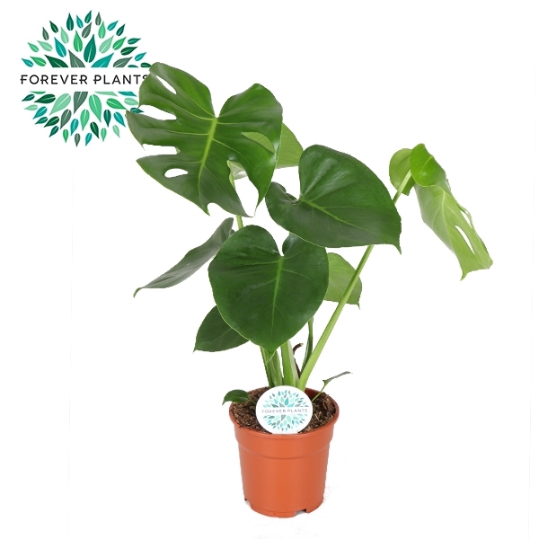 <h4>Monstera Deliciosa p17</h4>