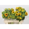 Helianthus Orange Fire