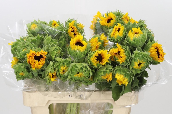 Helianthus Orange Fire