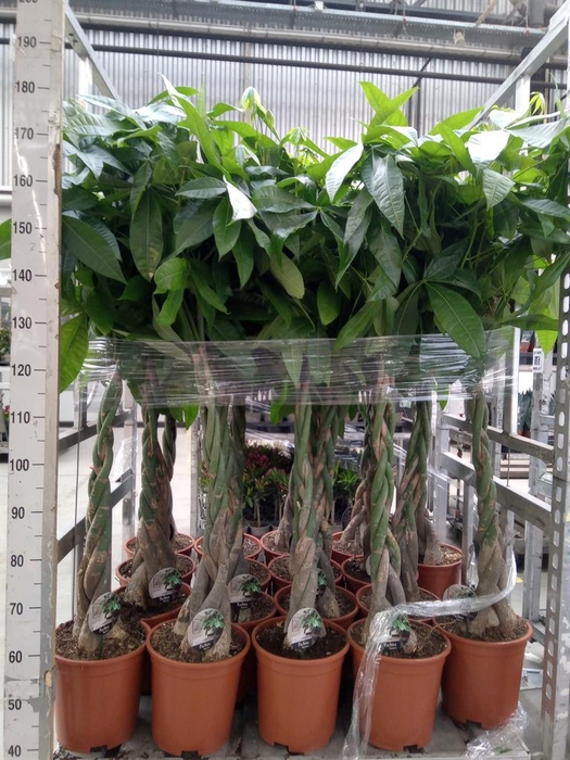 <h4>Pachira aquatica</h4>