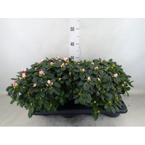 Rhododendron sim. 'Terra Nova'