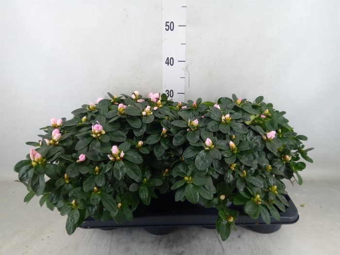 <h4>Rhododendron sim. 'Terra Nova'</h4>