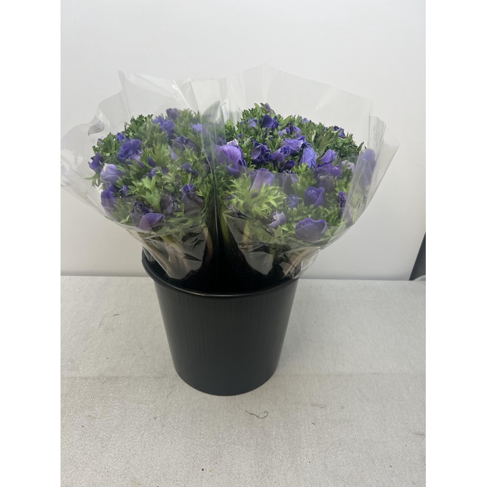 <h4>ANEM CO M PLUS BLU EX</h4>