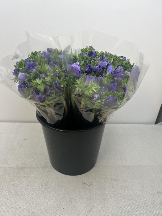 ANEM CO M PLUS BLU EX