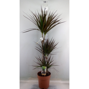 Dracaena marg. 'Magenta'