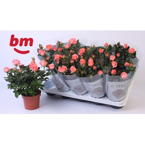 Rosa Candy Beau Monde (12 cm)