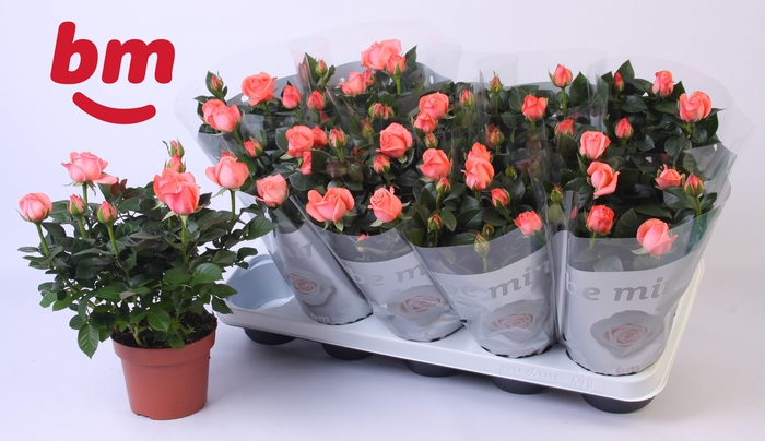 <h4>Rosa Candy Beau Monde (12 cm)</h4>