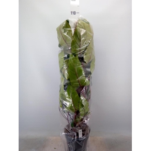 Philodendron  'Red Emerald'