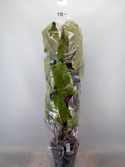 <h4>Philodendron  'Red Emerald'</h4>