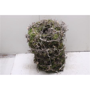 Krans Bonzai Moss 30cm