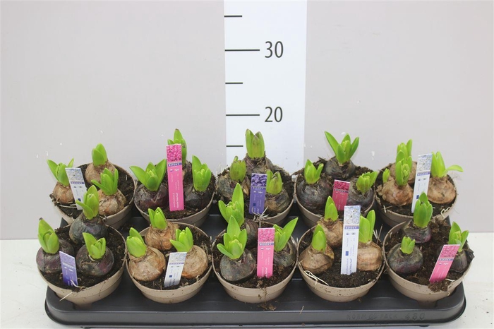 <h4>Hyacinthus Pearl Gemengd 3pp</h4>