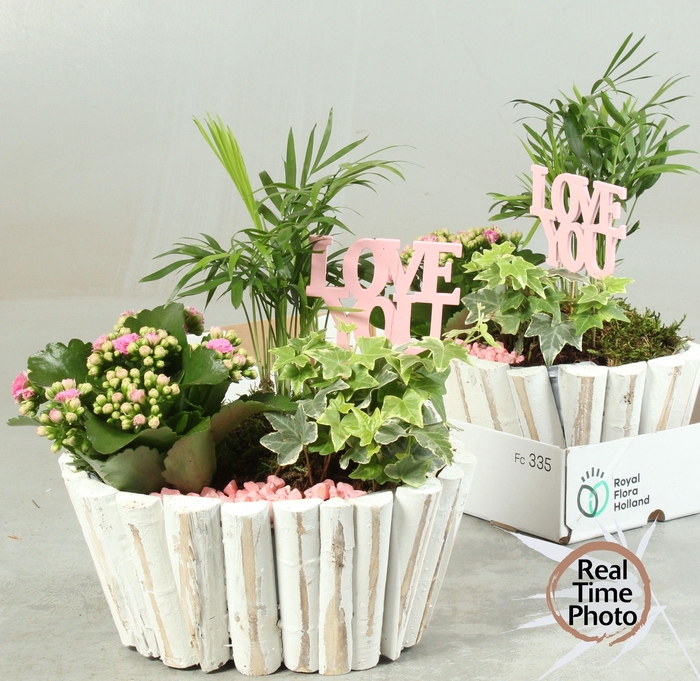 <h4>ARR KAMERPL</h4>